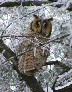 Long-eared Owl in the snow